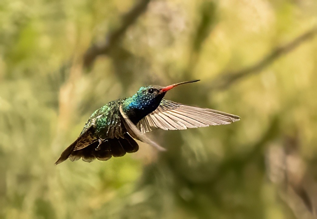 Broad-billed Hummingbird - ML637134613