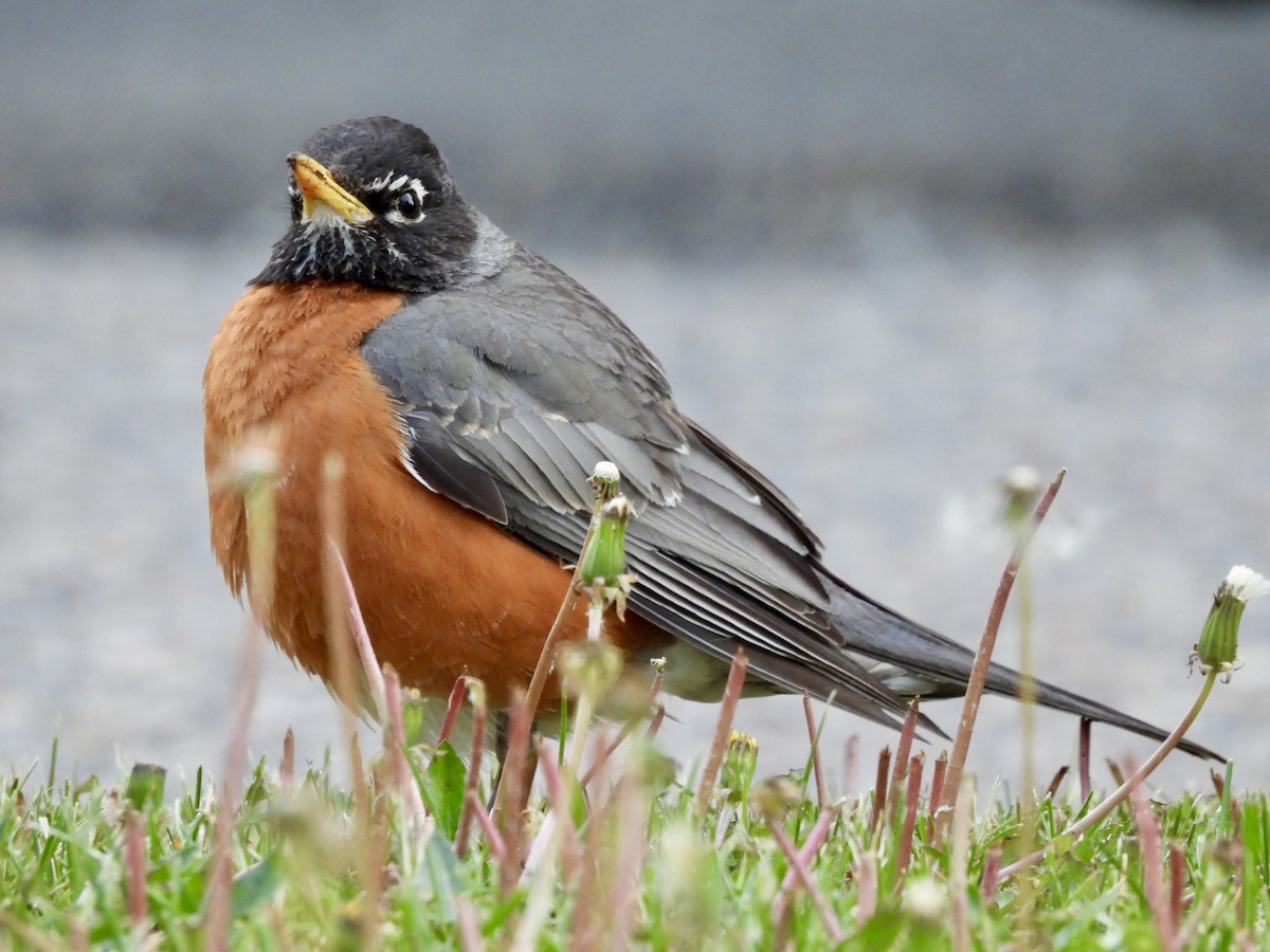 American Robin - ML637134614