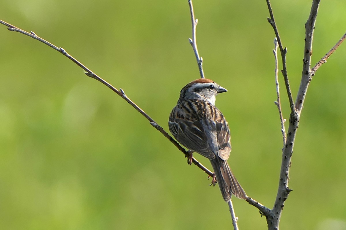 Карнатка білоброва - ML637134626