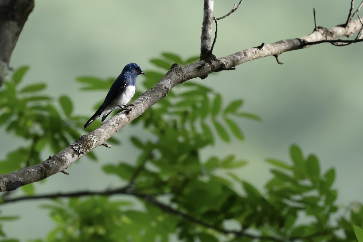 Zappey's Flycatcher - ML637134678