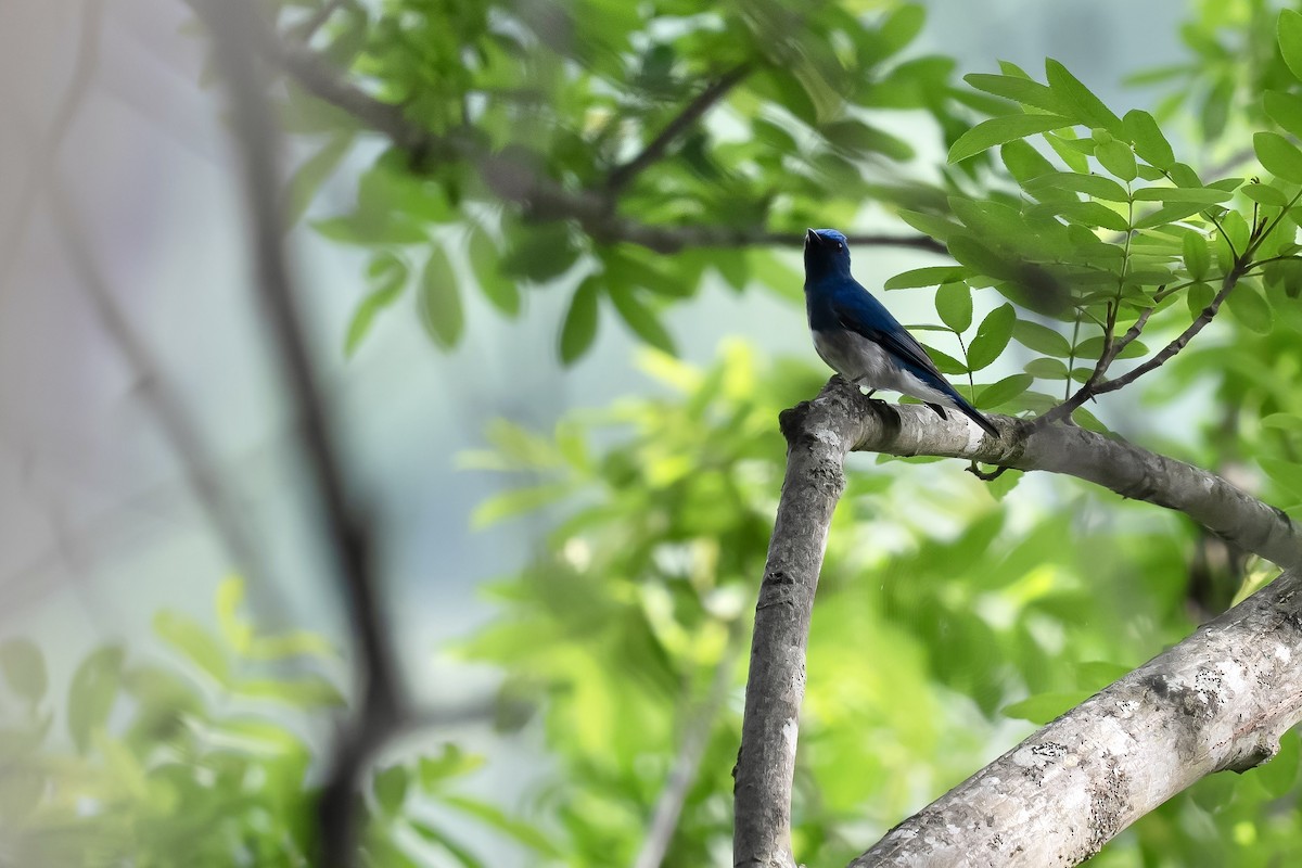 Zappey's Flycatcher - ML637134679