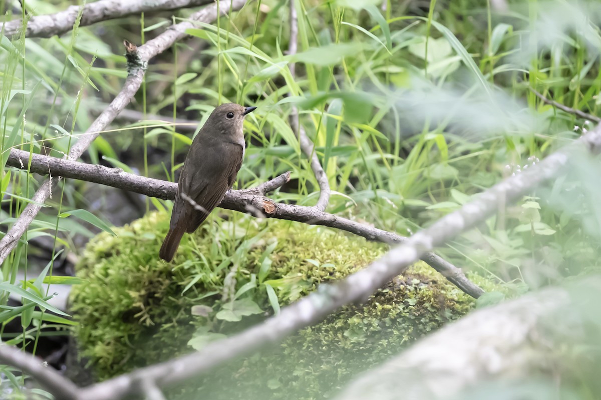 Zappey's Flycatcher - ML637134704