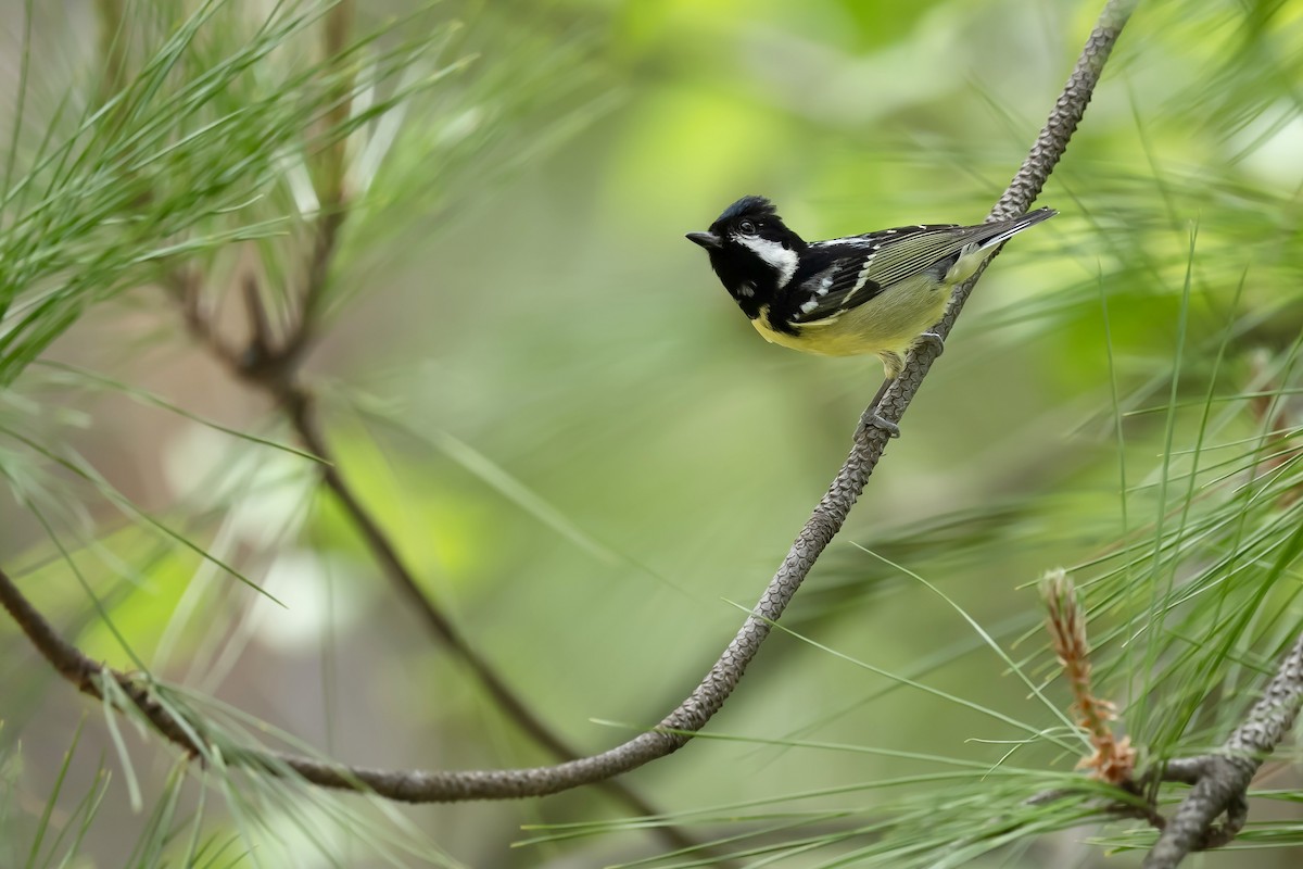 Mésange gracieuse - ML637134722