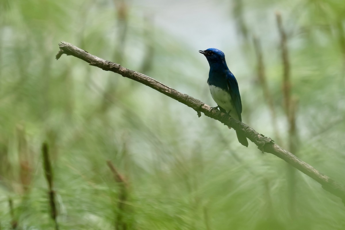 Zappey's Flycatcher - ML637134729