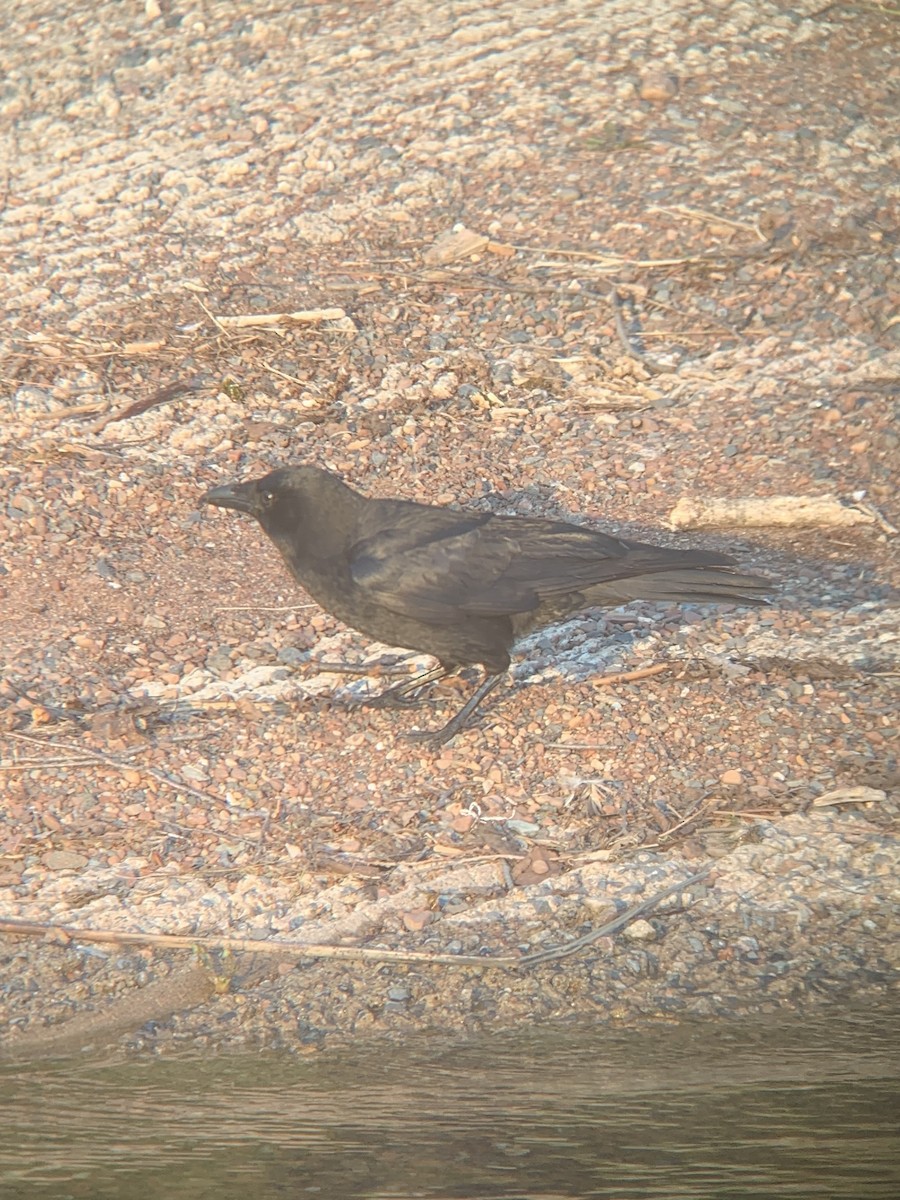 American Crow - ML637134734