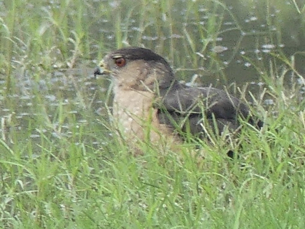 Sharp-shinned/Cooper's Hawk - ML637134750
