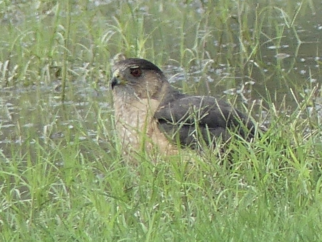 Sharp-shinned/Cooper's Hawk - ML637134751