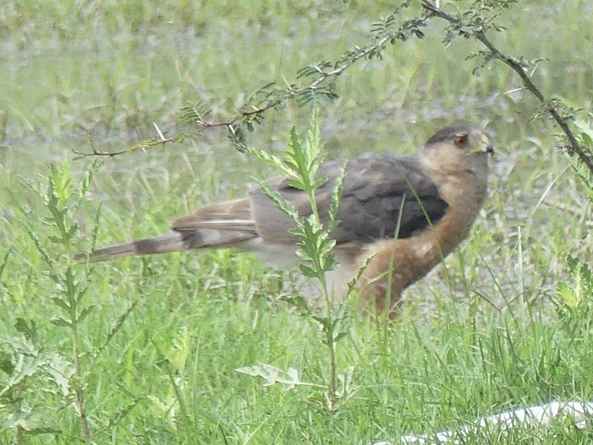 Sharp-shinned/Cooper's Hawk - ML637134752