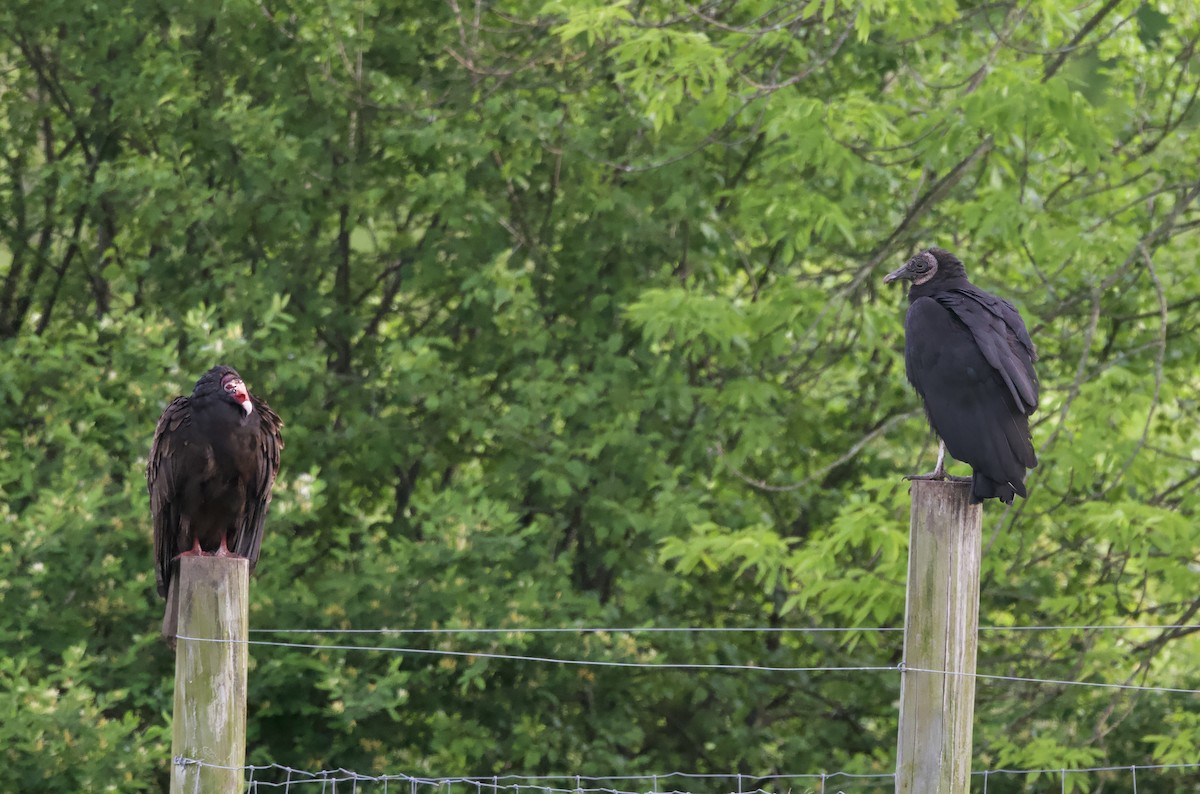 Black Vulture - ML637134760