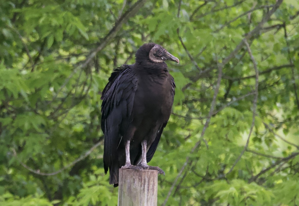 Black Vulture - ML637134765