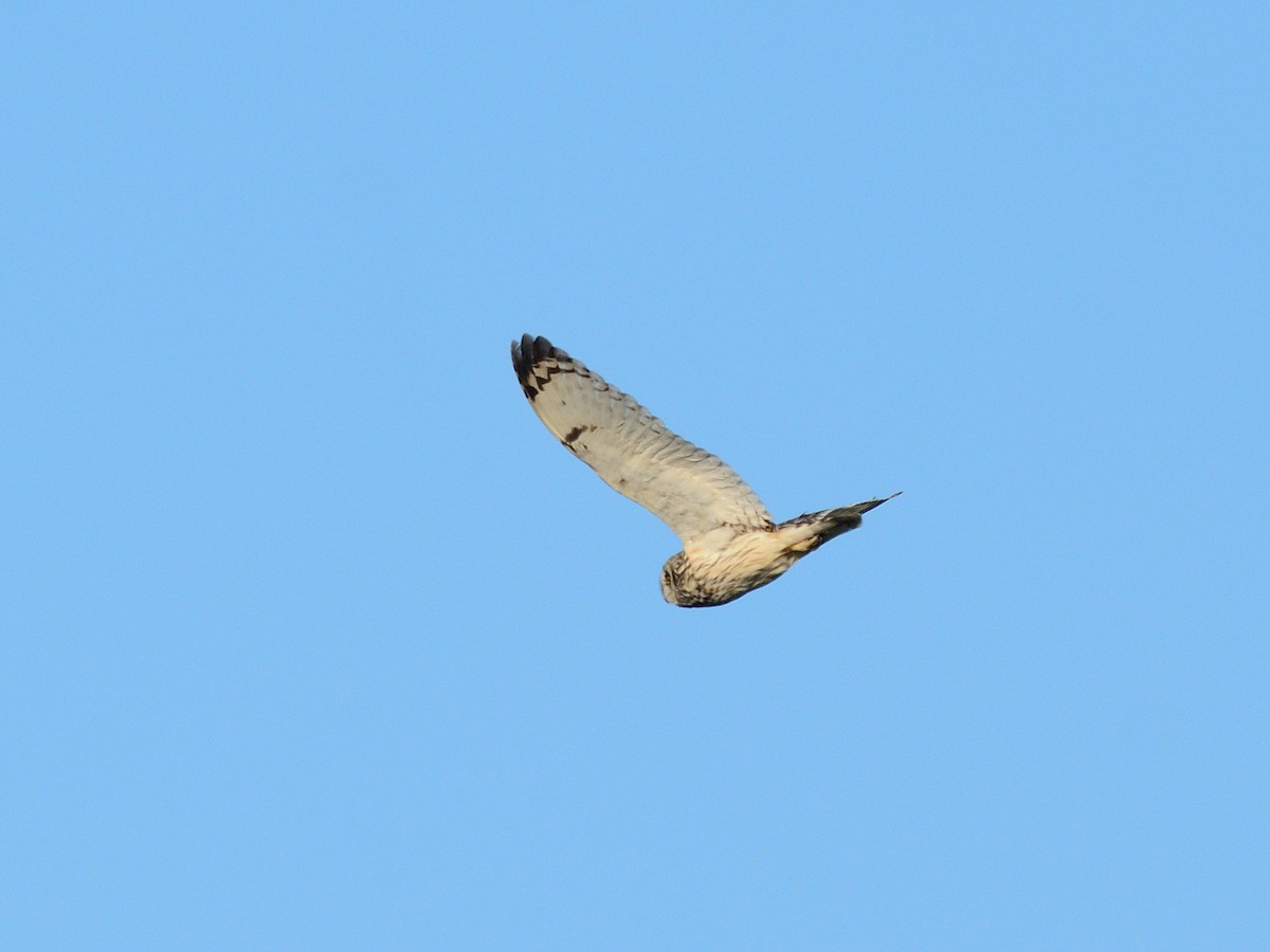 Short-eared Owl (Northern) - ML637134771