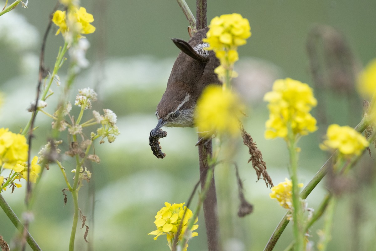 Bewick's Wren (spilurus Group) - ML637134780