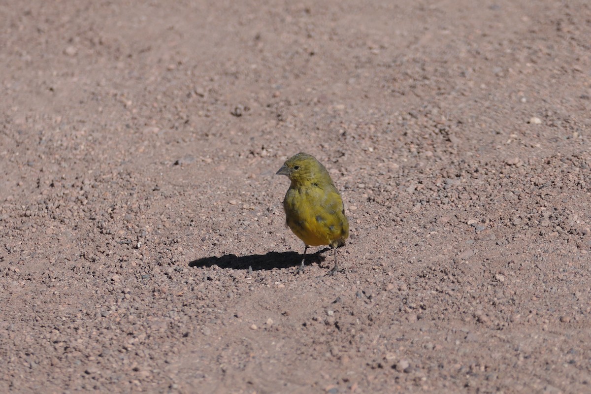 Greenish Yellow-Finch - ML637134795