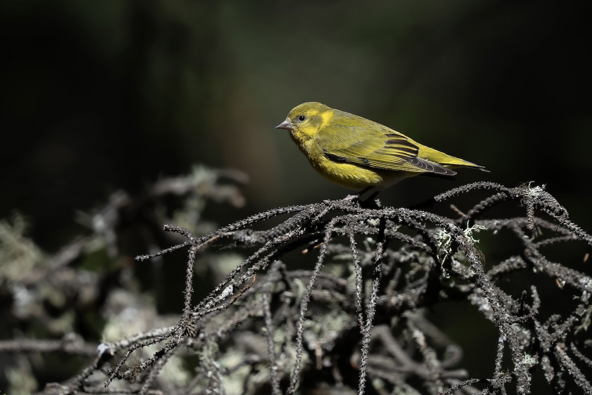 Tibetan Serin - ML637134848