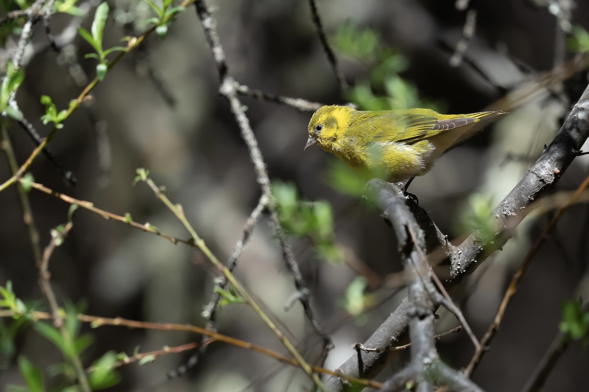 Tibetan Serin - ML637134849
