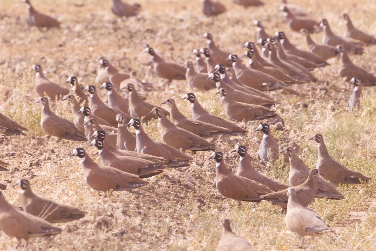 Flock Bronzewing - ML637134850