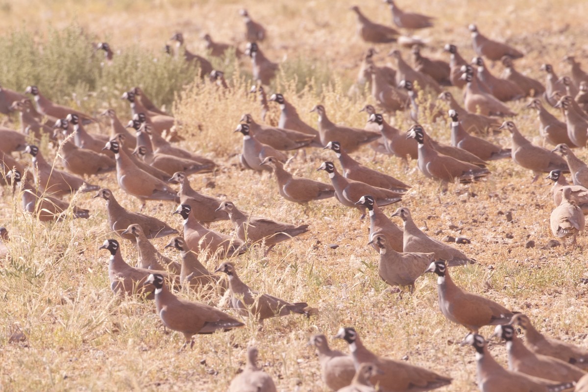 Flock Bronzewing - ML637134891