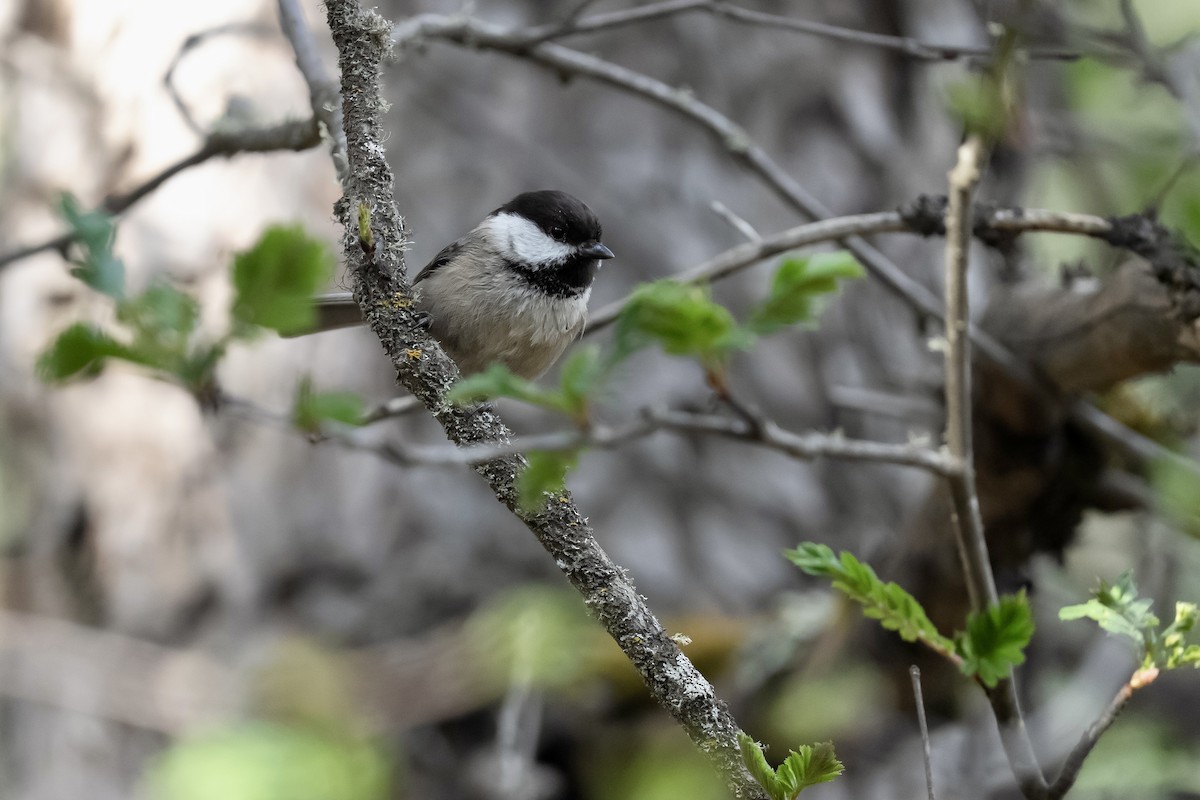 Sichuan Tit - ML637134903