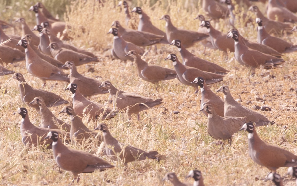 Flock Bronzewing - ML637134922