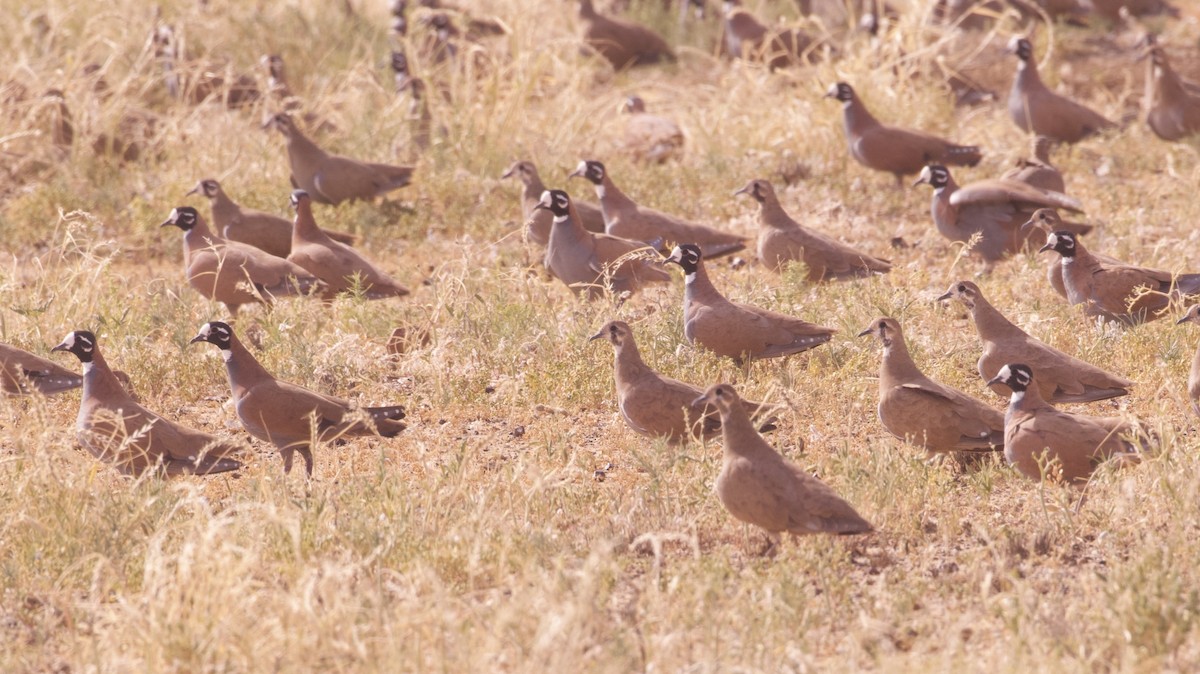 Flock Bronzewing - ML637134950
