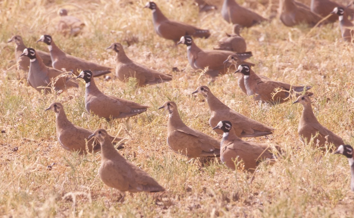 Flock Bronzewing - ML637134993
