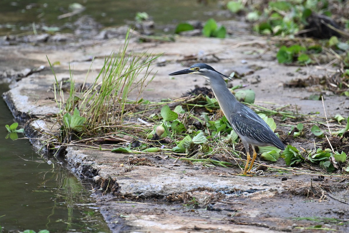 Little Heron - ML637135054
