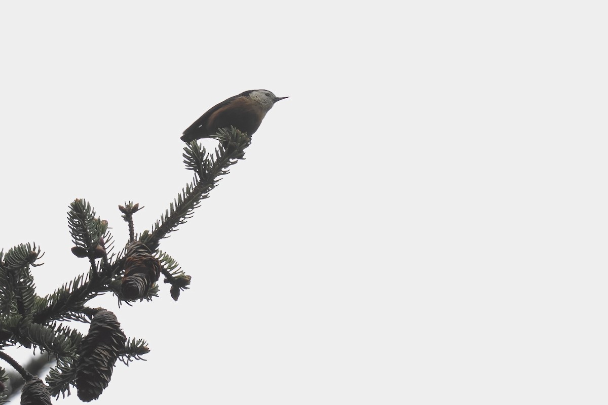 Przevalski's Nuthatch - ML637135064