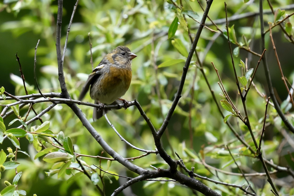 Three-banded Rosefinch - ML637135078