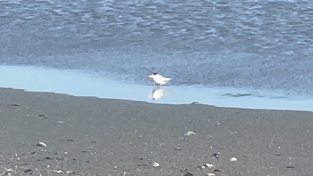 Least Tern - ML637135108