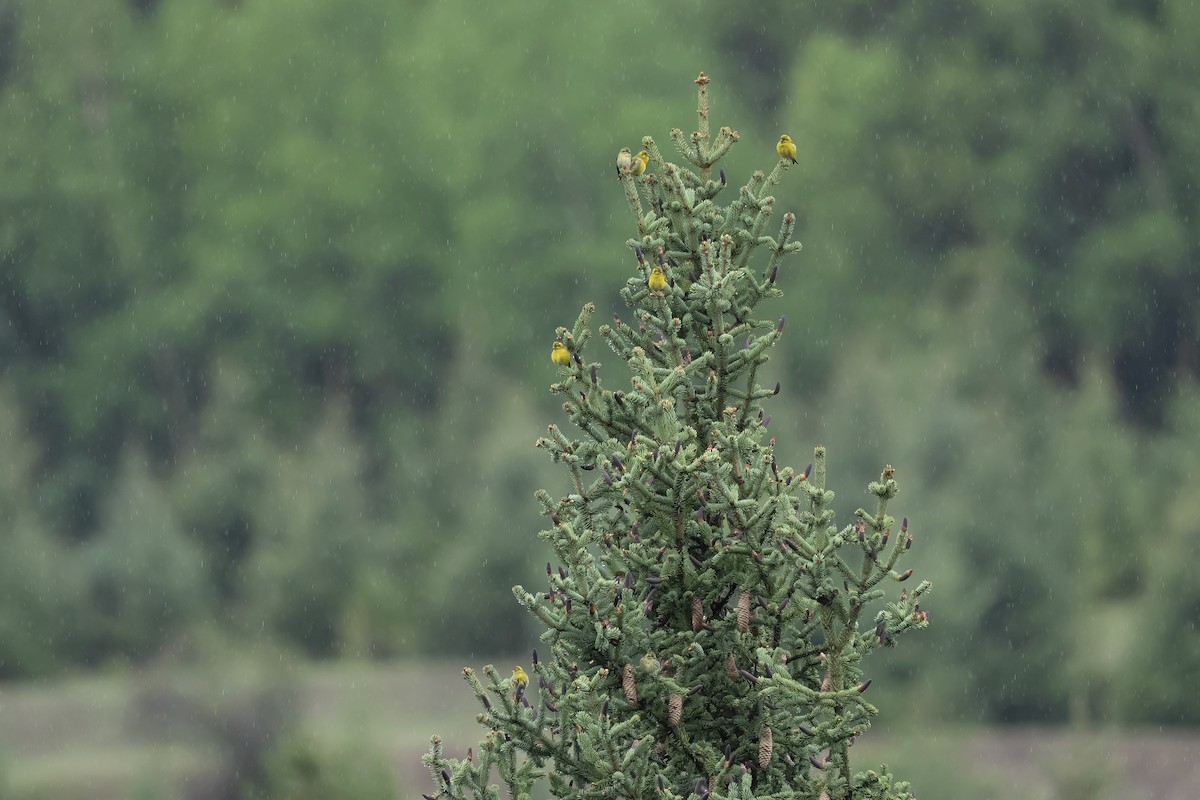 Tibetan Serin - ML637135117