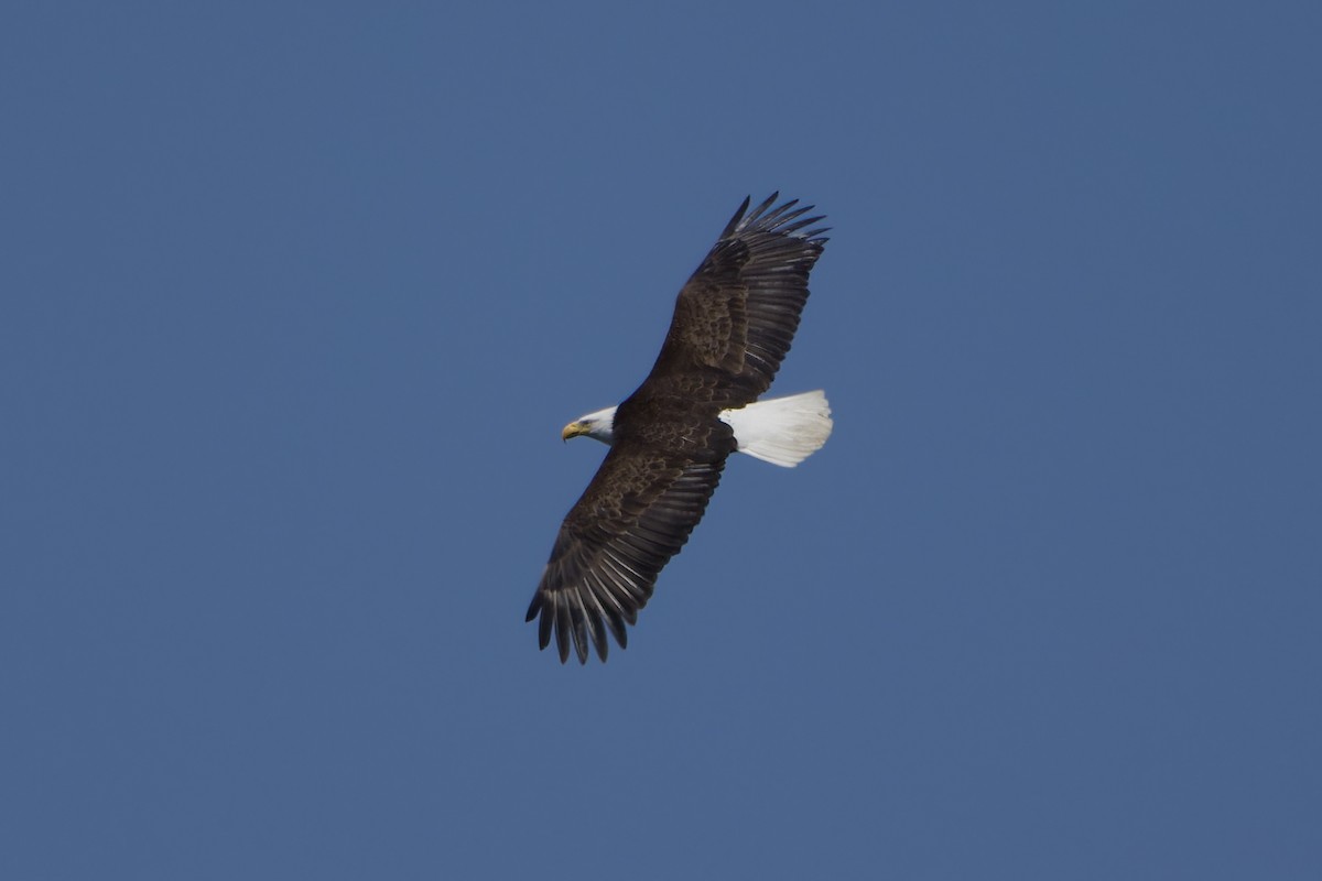 Bald Eagle - ML637135122