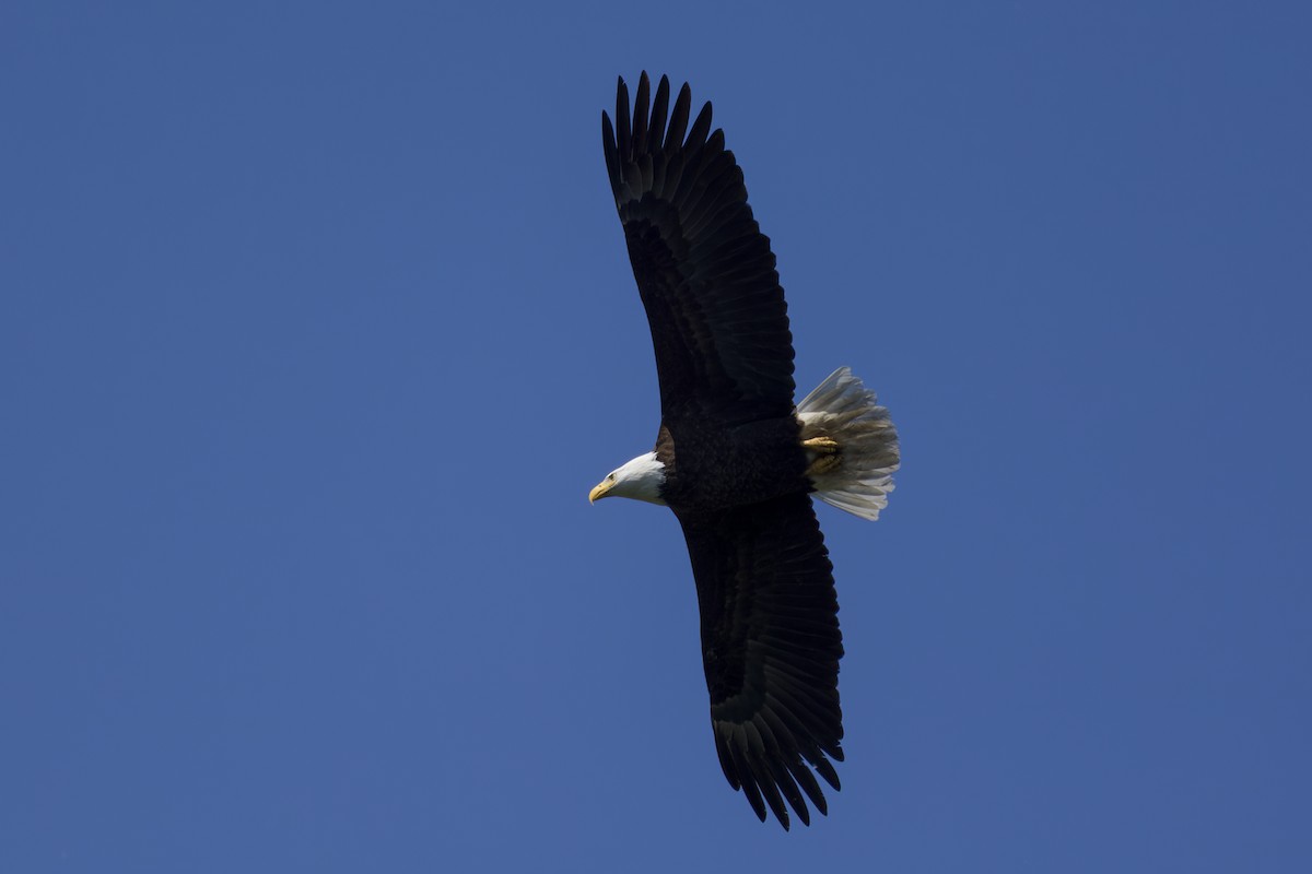 Bald Eagle - ML637135125