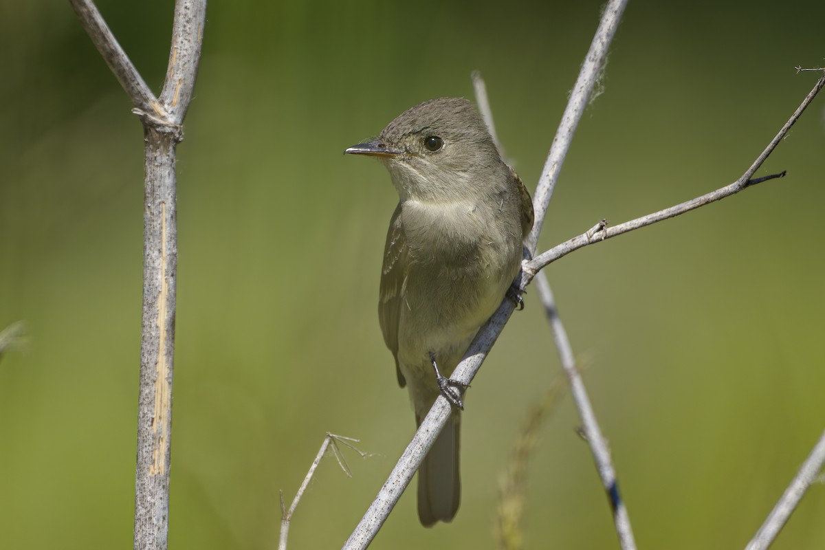 Western Wood-Pewee - ML637135129
