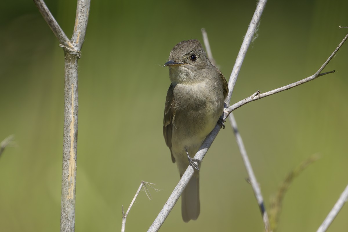 Western Wood-Pewee - ML637135130