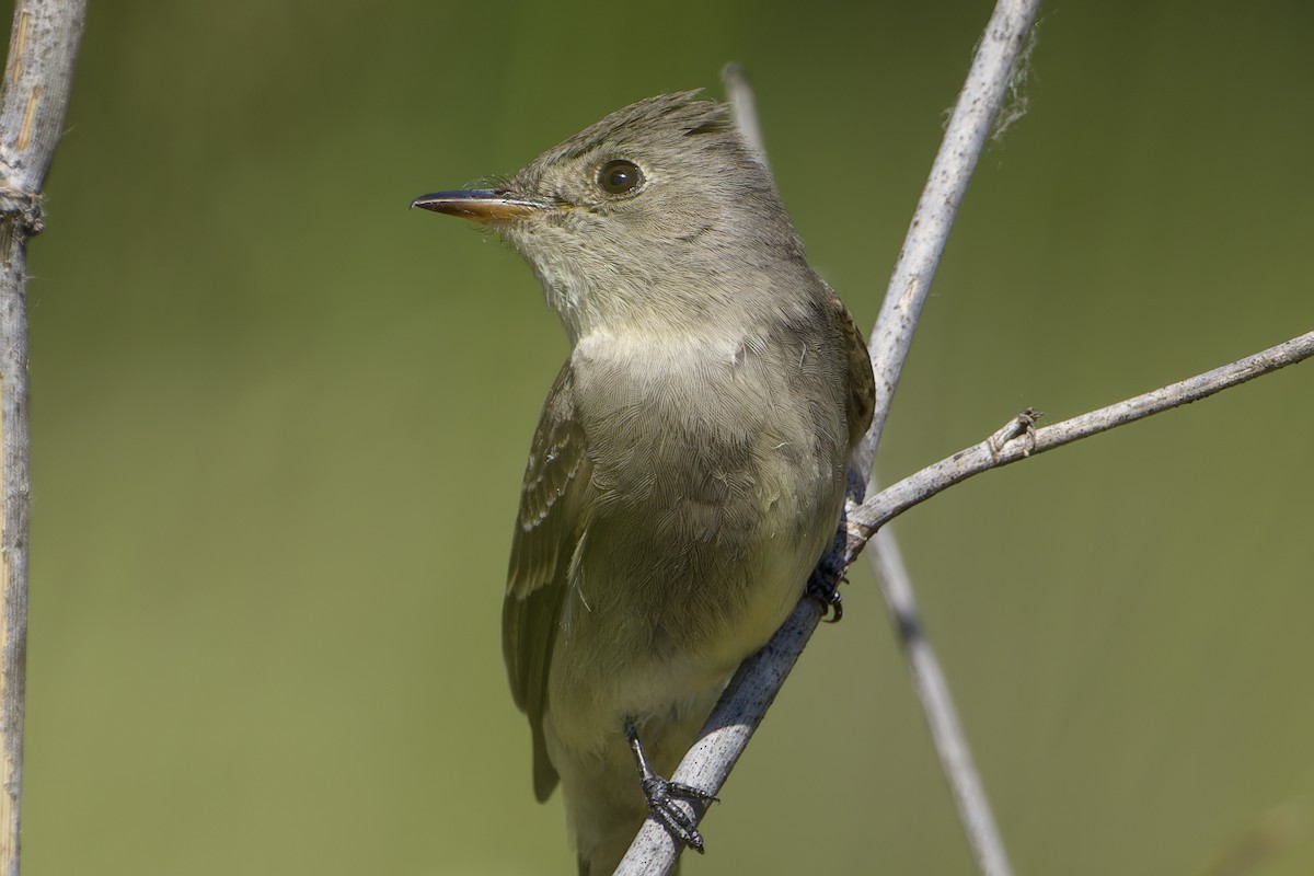 Western Wood-Pewee - ML637135134