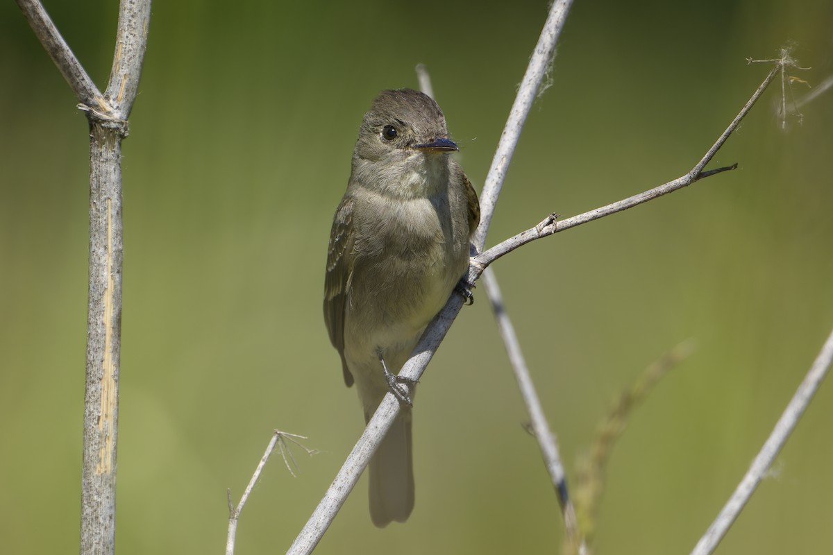 Western Wood-Pewee - ML637135142