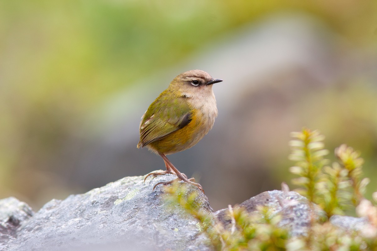 South Island Wren - ML637135144