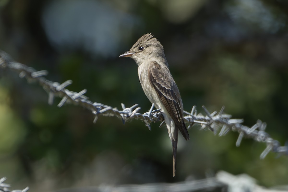 Western Wood-Pewee - ML637135145