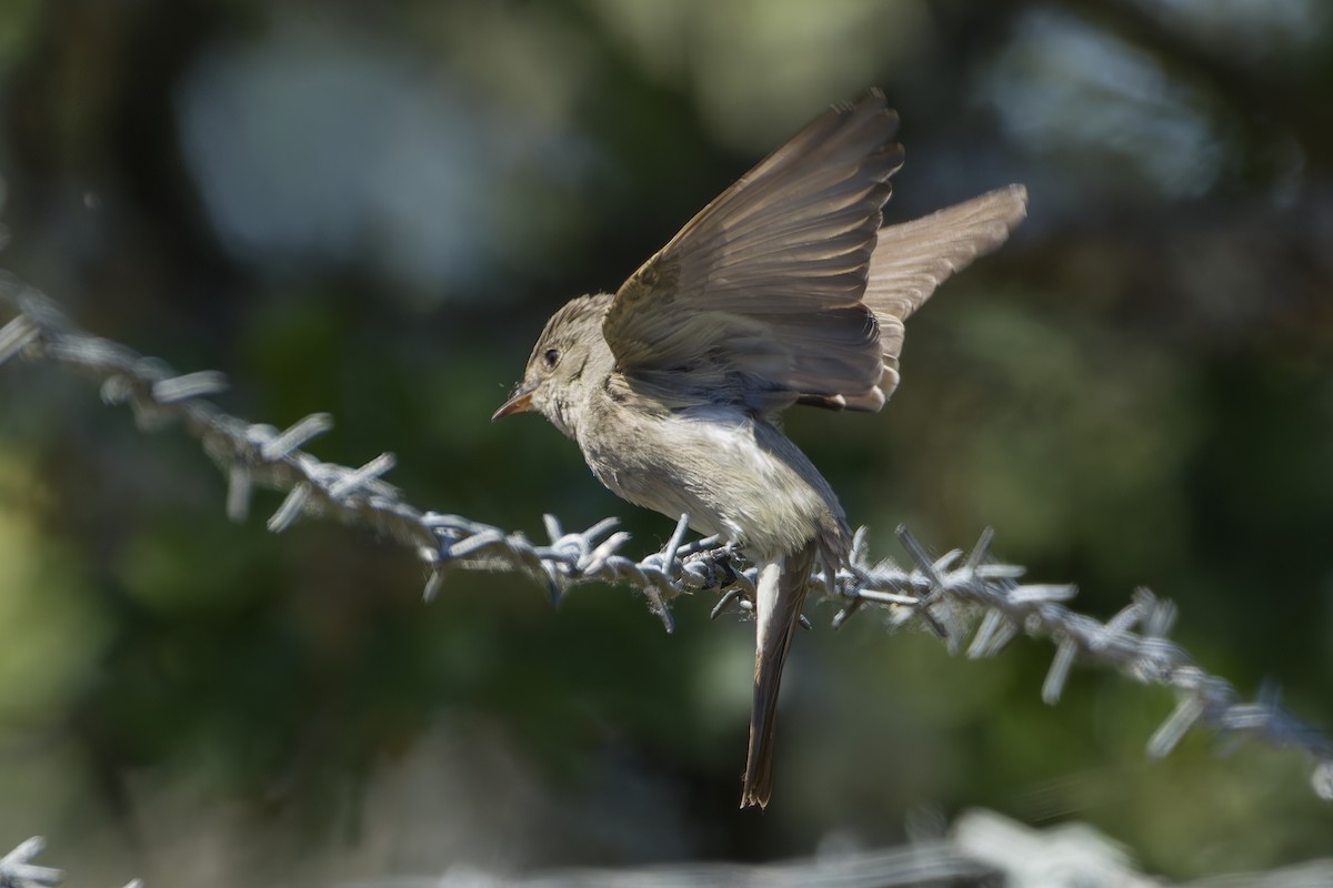Western Wood-Pewee - ML637135147