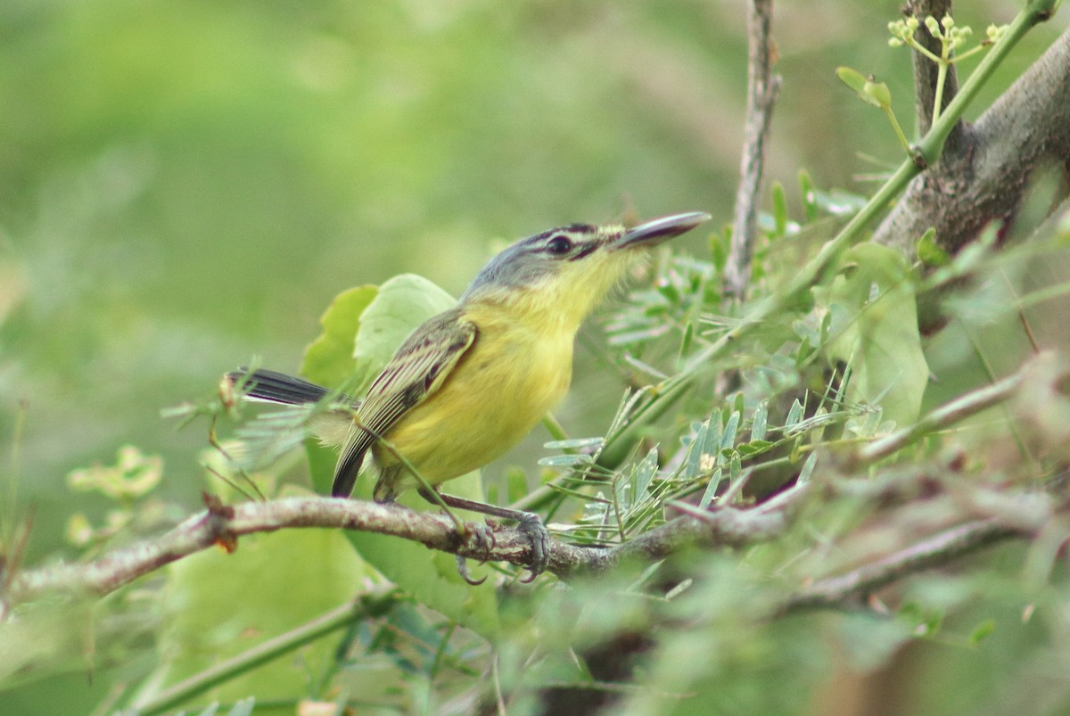 Maracaibo Tody-Flycatcher - ML637135155