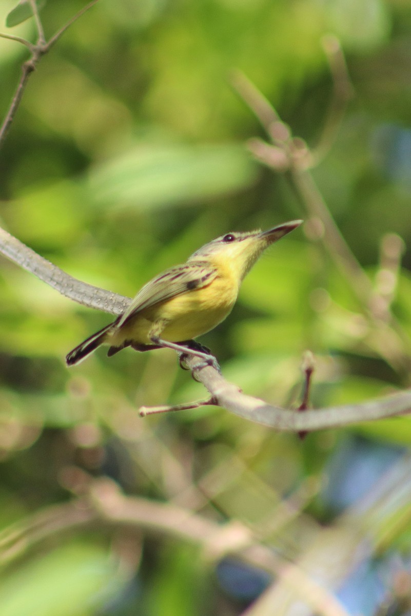 Maracaibo Tody-Flycatcher - ML637135156