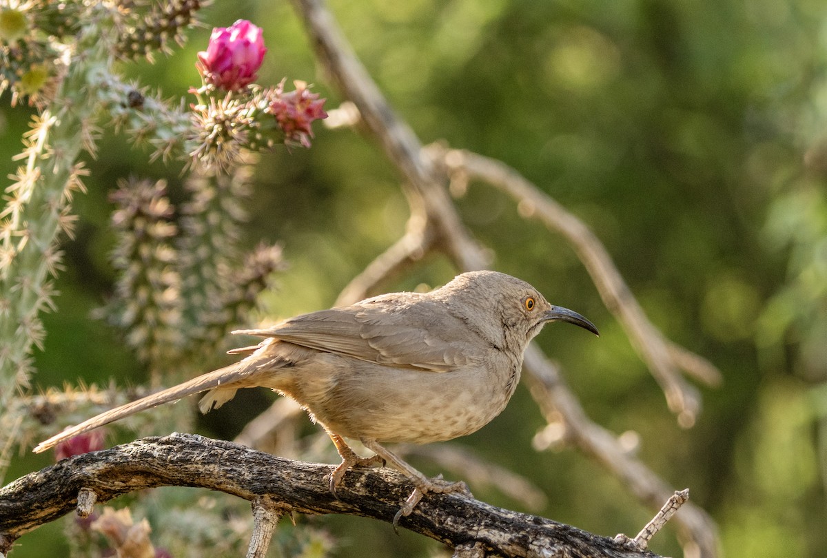 Curve-billed Thrasher - ML637135225