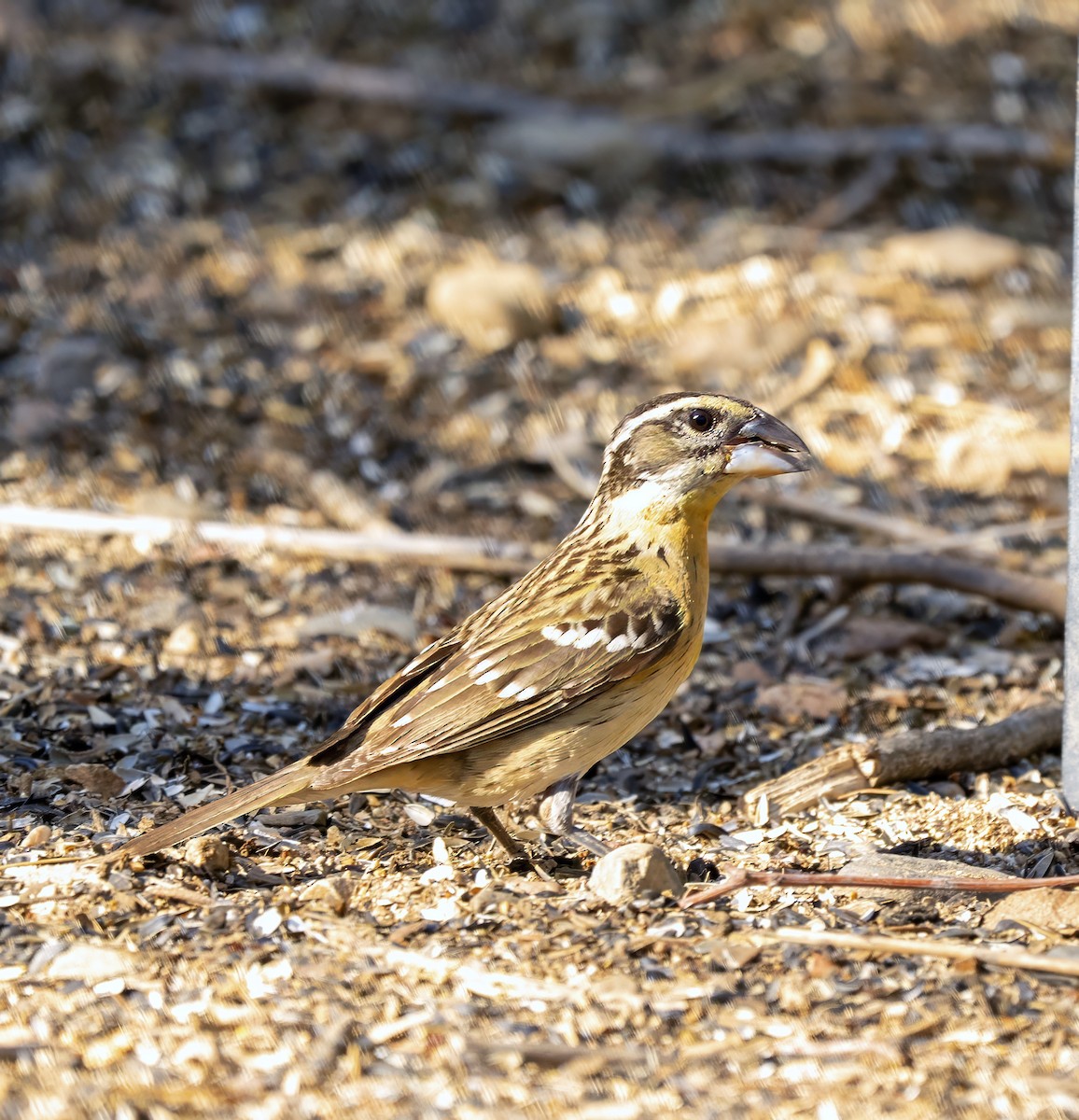 Black-headed Grosbeak - ML637135234