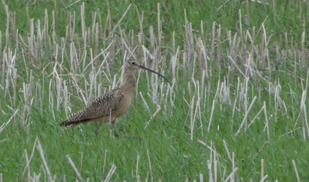 Long-billed Curlew - ML637135307
