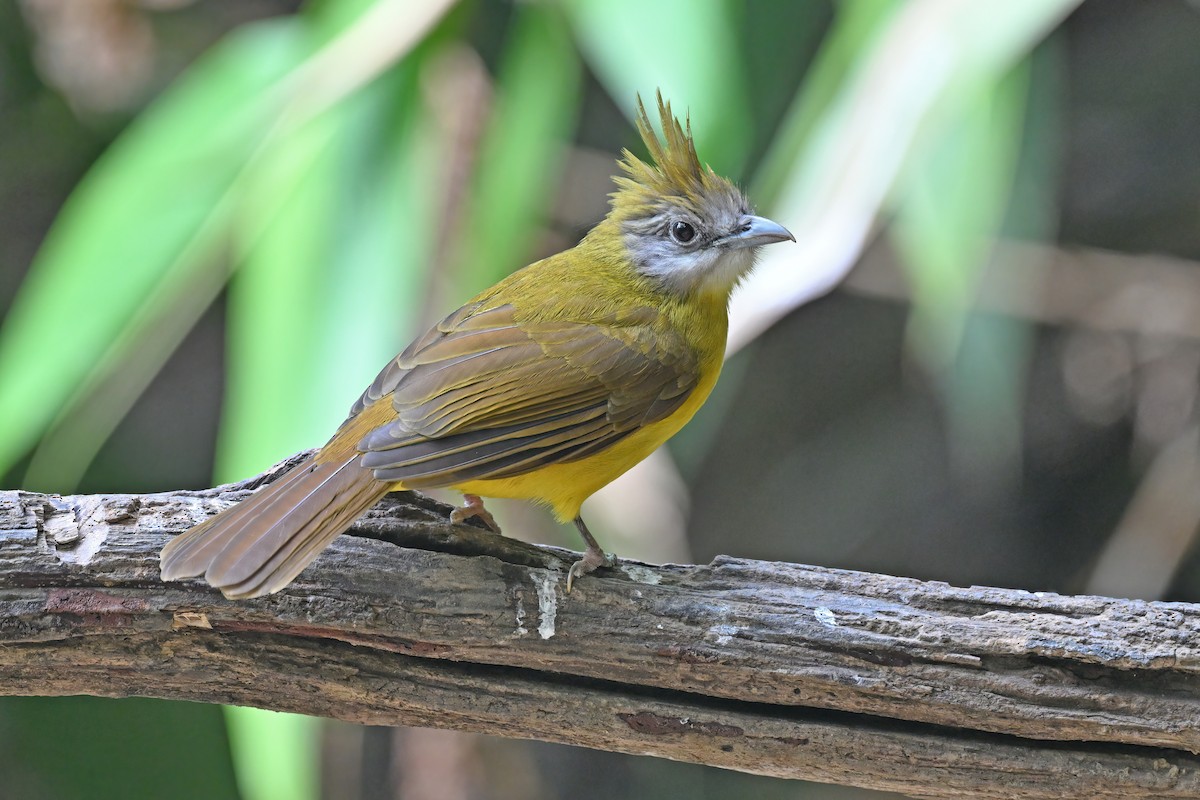 White-throated Bulbul - ML637135312