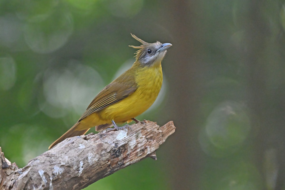White-throated Bulbul - ML637135314