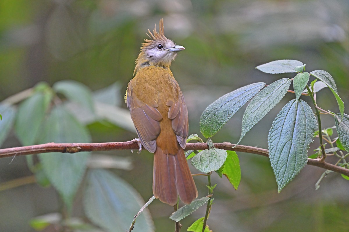 White-throated Bulbul - ML637135315