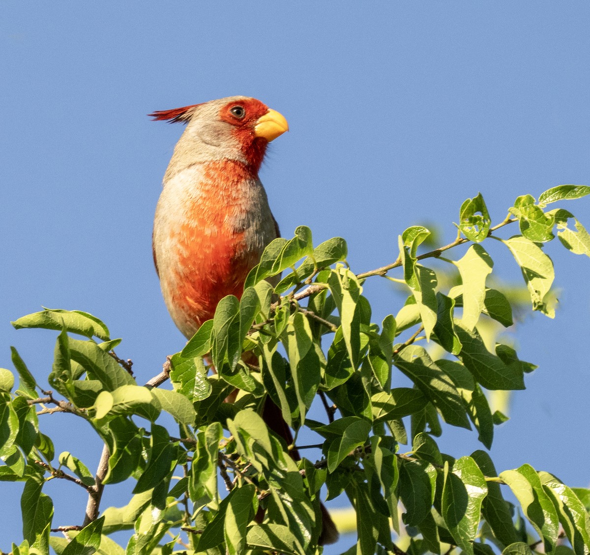 Pyrrhuloxia - ML637135317