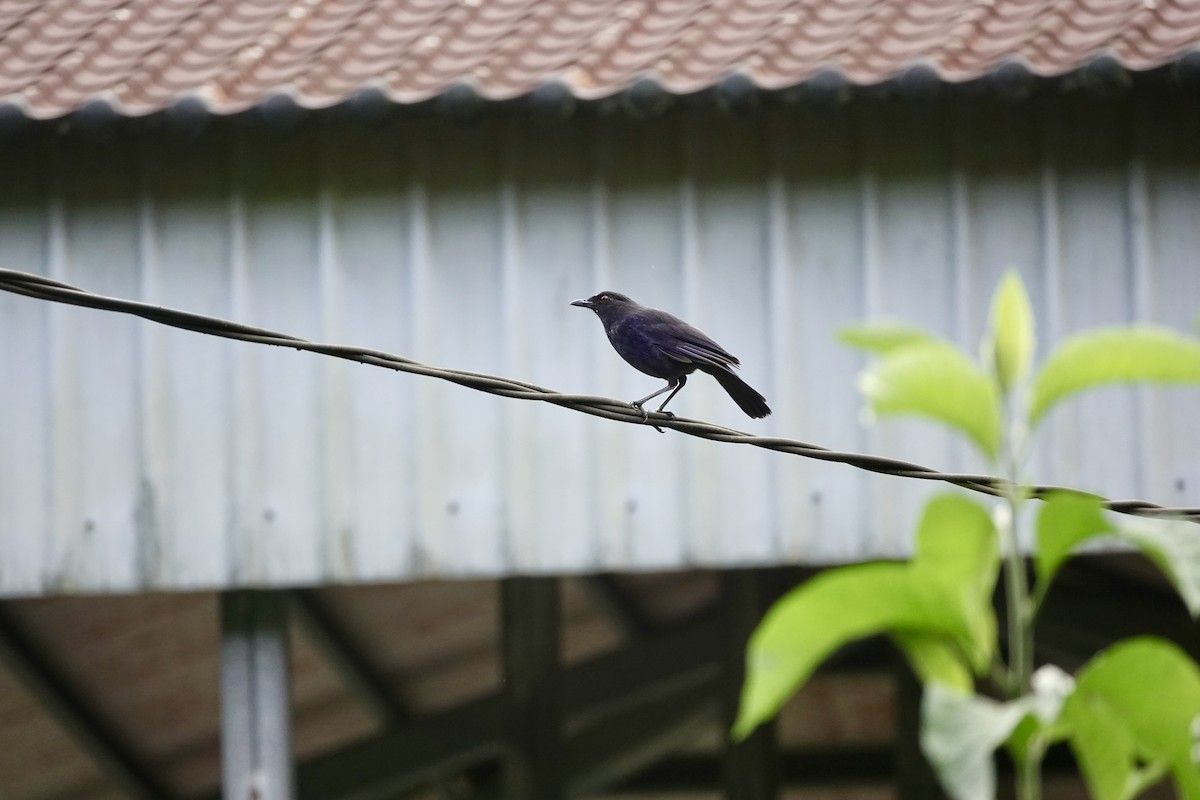 Taiwan Whistling-Thrush - ML637135362