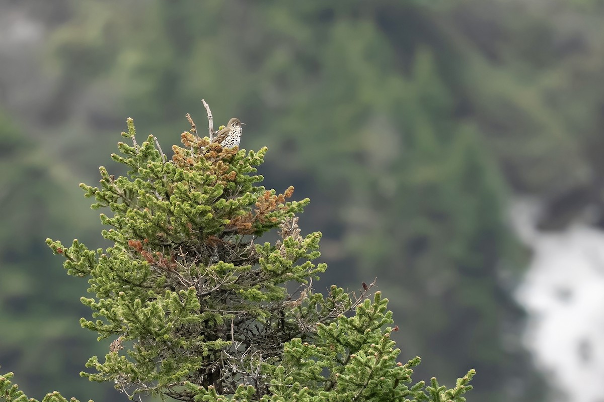 Long-tailed Thrush - ML637135369